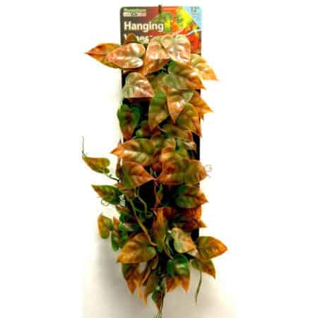 Hanging Heartleaf Philodendron in decorative packaging for easy display.
