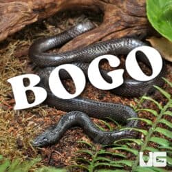 African Wolf Snake