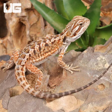 Baby Citrus Leatherback Bearded Dragon For Sale - Underground Reptiles