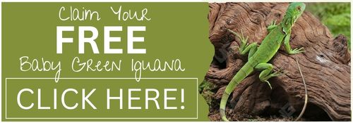 Free Baby Green Iguana