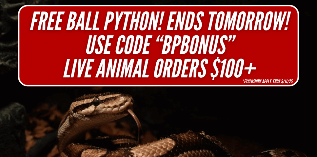 Free Ball Python!