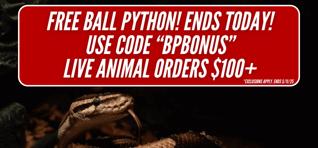 Free Ball Python!