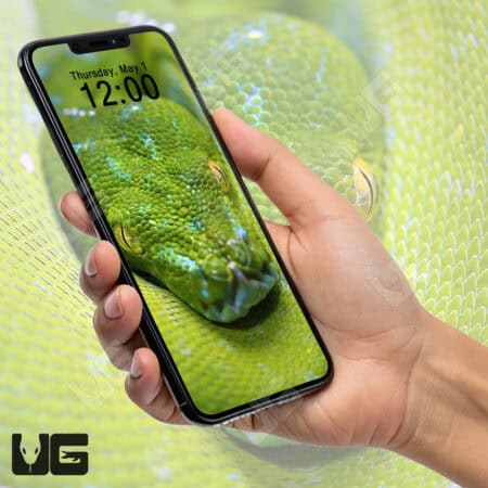 May 2025 UGR Digitial Wallpaper - Green Tree Python
