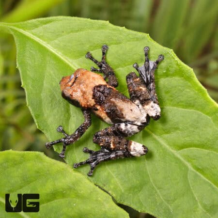 Pied Warty Frog (Theloderma asperum) For Sale - Underground Reptiles