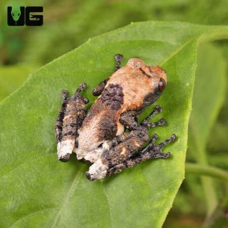 Pied Warty Frog (Theloderma asperum) For Sale - Underground Reptiles