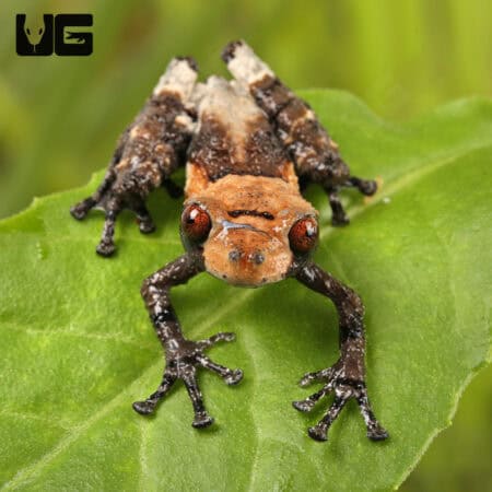 Pied Warty Frog (Theloderma asperum) For Sale - Underground Reptiles