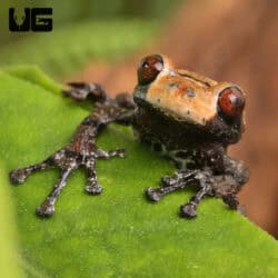 Pied Warty Frog (Theloderma asperum) For Sale - Underground Reptiles