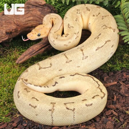 Killer Bee Ball Pythons For Sale - Underground Reptiles