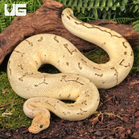 Killer Bee Ball Pythons For Sale - Underground Reptiles