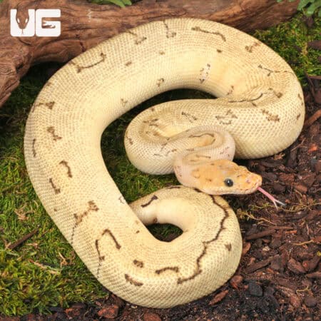 Killer Bee Ball Pythons For Sale - Underground Reptiles