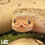 Killer Bee Ball Pythons For Sale - Underground Reptiles