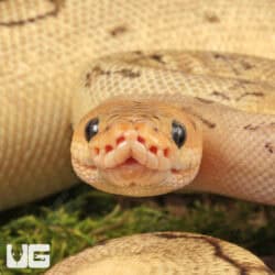 Killer Bee Ball Pythons For Sale - Underground Reptiles