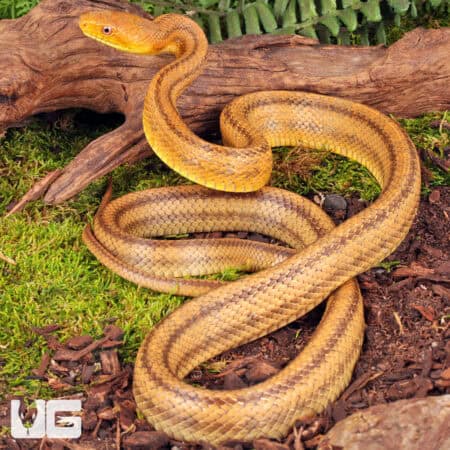 Adult Yellow Ratsnakes for sale - Underground Reptiles