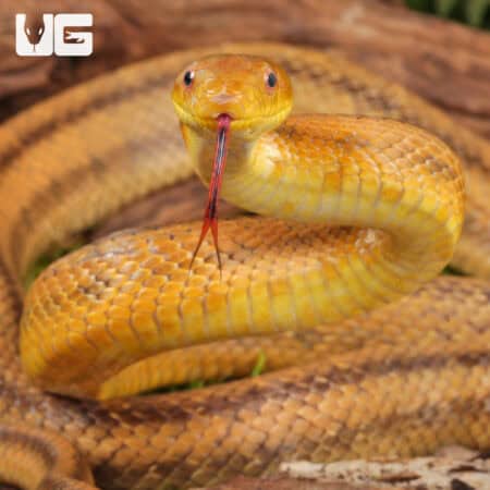 Adult Yellow Ratsnakes for sale - Underground Reptiles