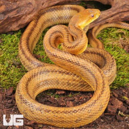 Adult Yellow Ratsnakes for sale - Underground Reptiles