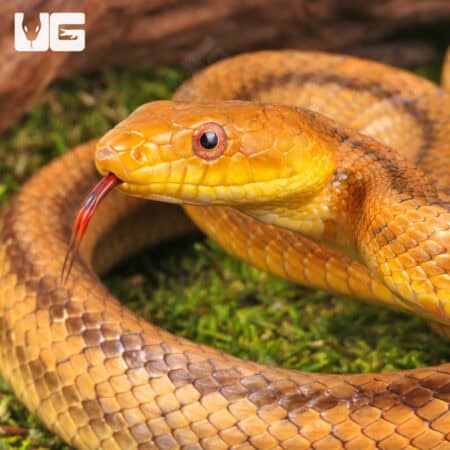 Adult Yellow Ratsnakes for sale - Underground Reptiles