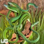 Green Bush Snakes For Sale - Underground Reptiles