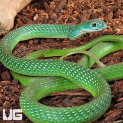 Green Bush Snakes For Sale - Underground Reptiles