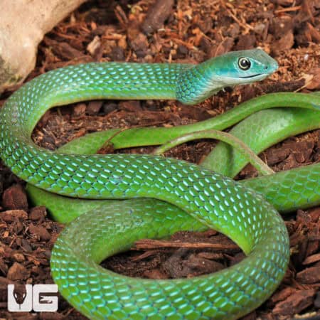 Green Bush Snakes For Sale - Underground Reptiles