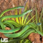 Green Bush Snakes For Sale - Underground Reptiles
