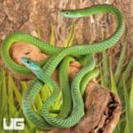 Green Bush Snakes For Sale - Underground Reptiles