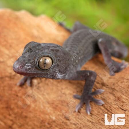 C.B. Baby Blueberry Tokay Gecko For Sale - Underground Reptiles