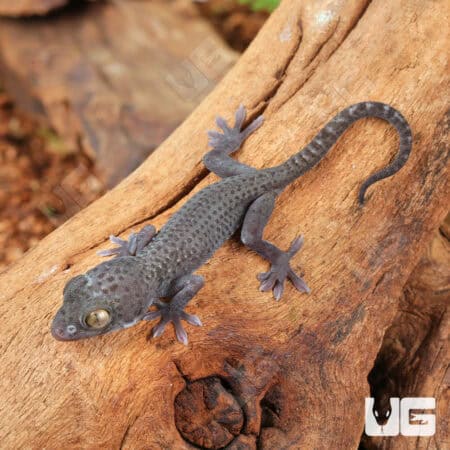 C.B. Baby Blueberry Tokay Gecko For Sale - Underground Reptiles