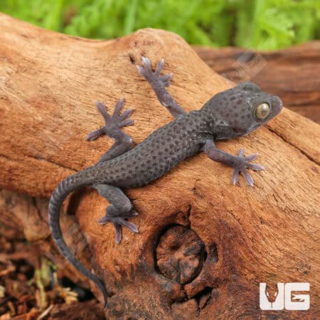 C.B. Baby Blueberry Tokay Gecko For Sale - Underground Reptiles