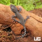 C.B. Baby Blueberry Tokay Gecko For Sale - Underground Reptiles