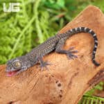 C.B. Baby Blueberry Tokay Gecko For Sale - Underground Reptiles