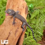 C.B. Baby Blueberry Tokay Gecko For Sale - Underground Reptiles