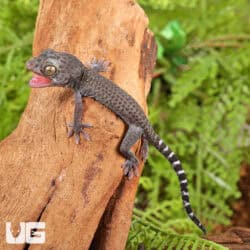 C.B. Baby Blueberry Tokay Gecko For Sale - Underground Reptiles