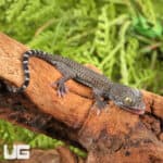 C.B. Baby Blueberry Tokay Gecko For Sale - Underground Reptiles