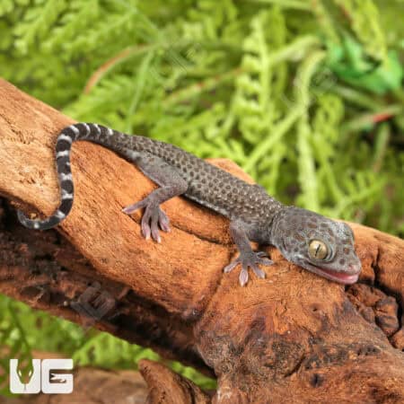 C.B. Baby Blueberry Tokay Gecko For Sale - Underground Reptiles