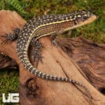 Major Plated Lizards (Gerrhosaurus Major) For Sale - Underground Reptiles
