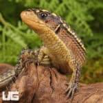 Major Plated Lizards (Gerrhosaurus Major) For Sale - Underground Reptiles