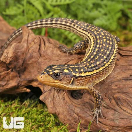 Major Plated Lizards (Gerrhosaurus Major) For Sale - Underground Reptiles