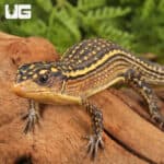 Major Plated Lizards (Gerrhosaurus Major) For Sale - Underground Reptiles