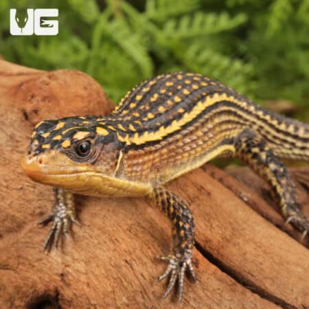 Major Plated Lizards (Gerrhosaurus Major) For Sale - Underground Reptiles
