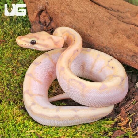 Baby Banana Bumblebee Ball Python For Sale - Underground Reptiles