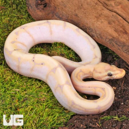Baby Banana Bumblebee Ball Python For Sale - Underground Reptiles