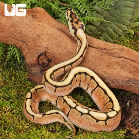 Baby Butter Spider Ball Pythons For Sale - Underground Reptiles