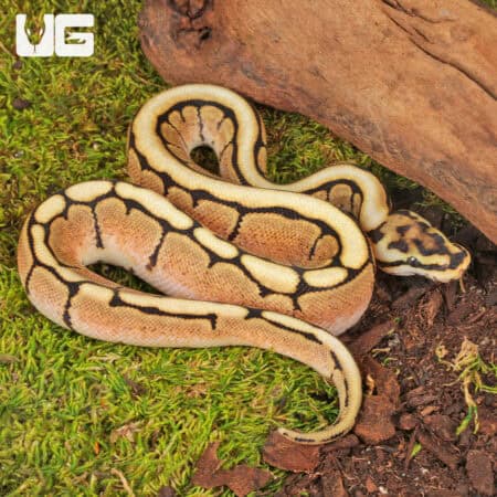 Baby Butter Spider Ball Pythons For Sale - Underground Reptiles