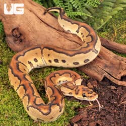 Baby CLown Mocha Ball Pythons For Sale - Underground Reptiles