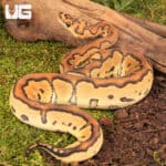 Baby CLown Mocha Ball Pythons For Sale - Underground Reptiles
