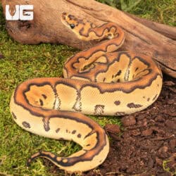 Baby CLown Mocha Ball Pythons For Sale - Underground Reptiles