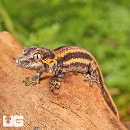 Baby Colored Striped Gargoyle Geckos (Rhacodactylus auriculatus) For Sale - Underground Reptiles