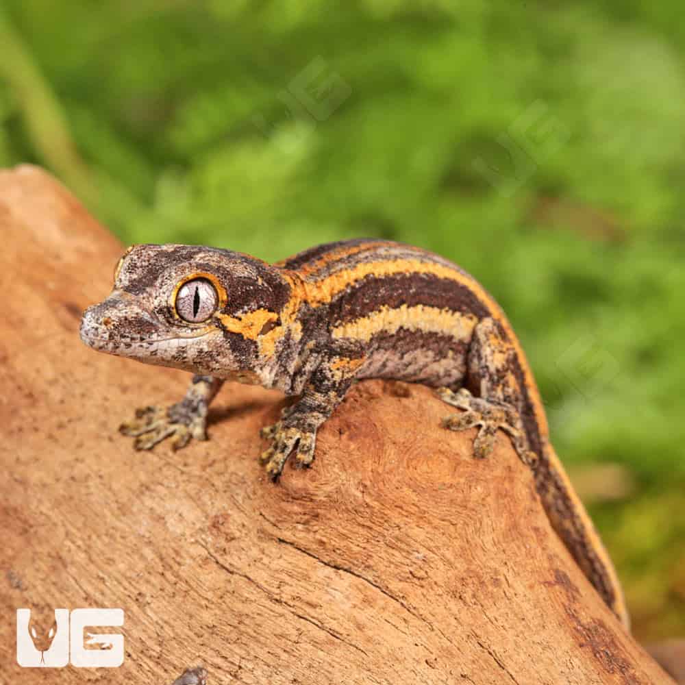 Baby Colored Striped Gargoyle Geckos (Rhacodactylus auriculatus) For Sale - Underground Reptiles