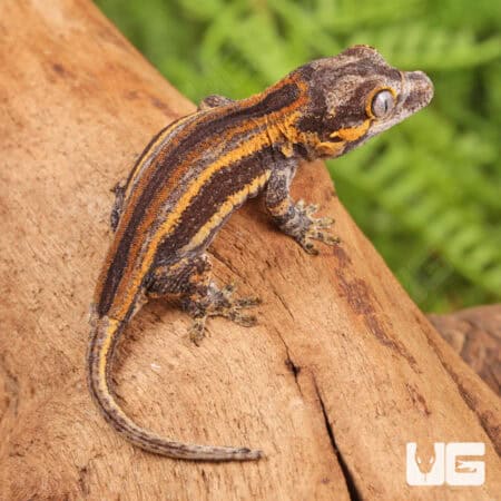 Baby Colored Striped Gargoyle Geckos (Rhacodactylus auriculatus) For Sale - Underground Reptiles