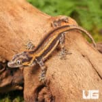 Baby Colored Striped Gargoyle Geckos (Rhacodactylus auriculatus) For Sale - Underground Reptiles